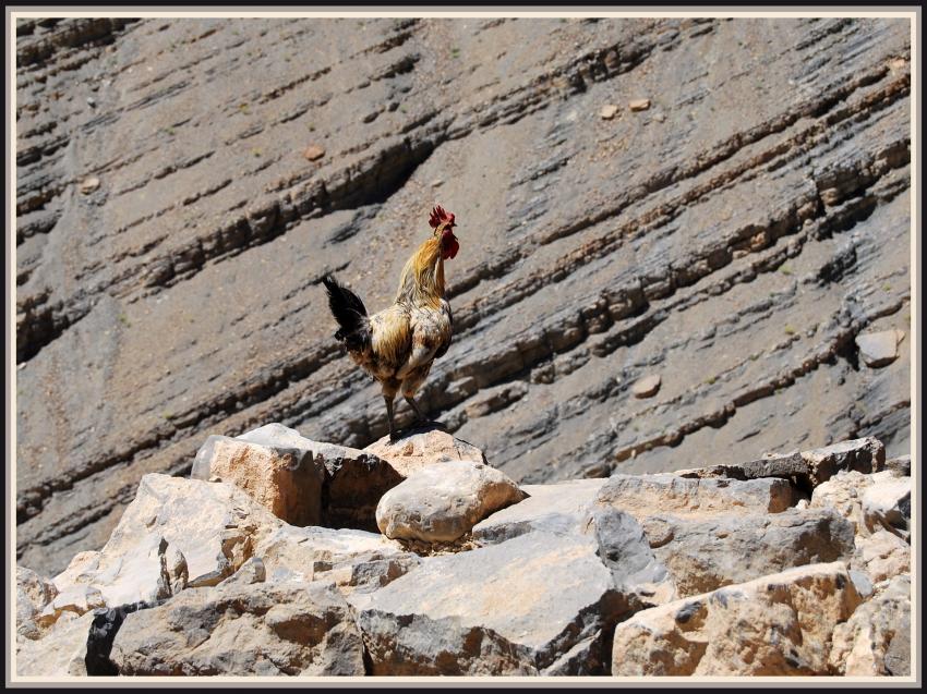 Maroc - Cocorico à Oussikis