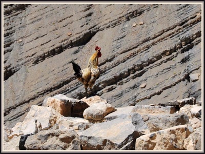 Maroc - Cocorico à Oussikis