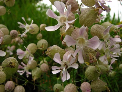 Résultat de recherche: Silene enflée