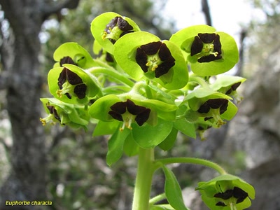 Résultat de recherche: Euphorbe characia