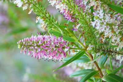 Œuvre de Ondine: Fleur de véronique