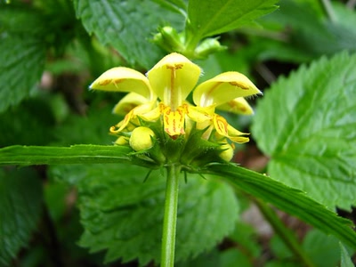 Résultat de recherche: ortie jaune