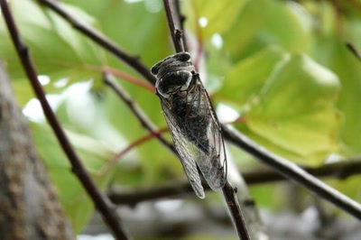 Résultat de recherche: Une cigale