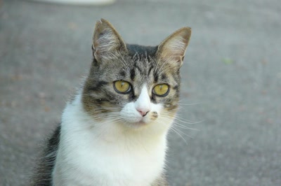 Résultat de recherche: Aux aguets...