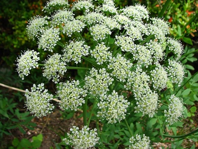 Résultat de recherche: Laser hérissé