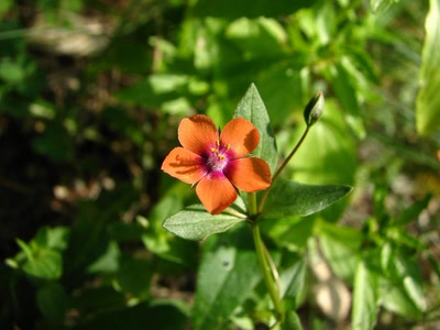 Résultat de recherche: mouron rouge