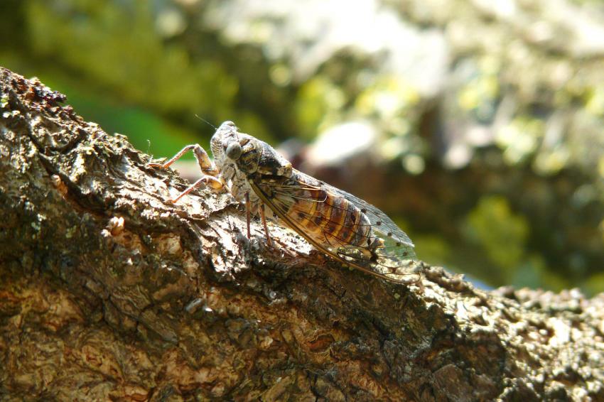 La cigale ayant chanté....