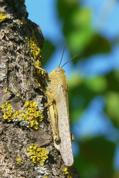 Résultat de recherche: Une grande sauterelle