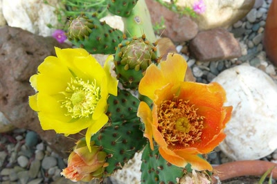 Œuvre de Ondine: En deux teintes...