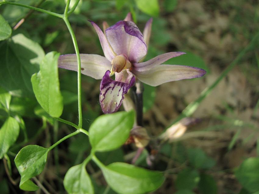 Limodore a feuilles avortées