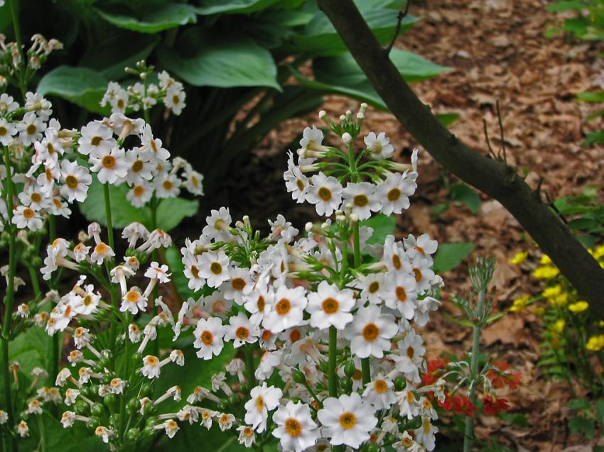 Primèveres asiatiques