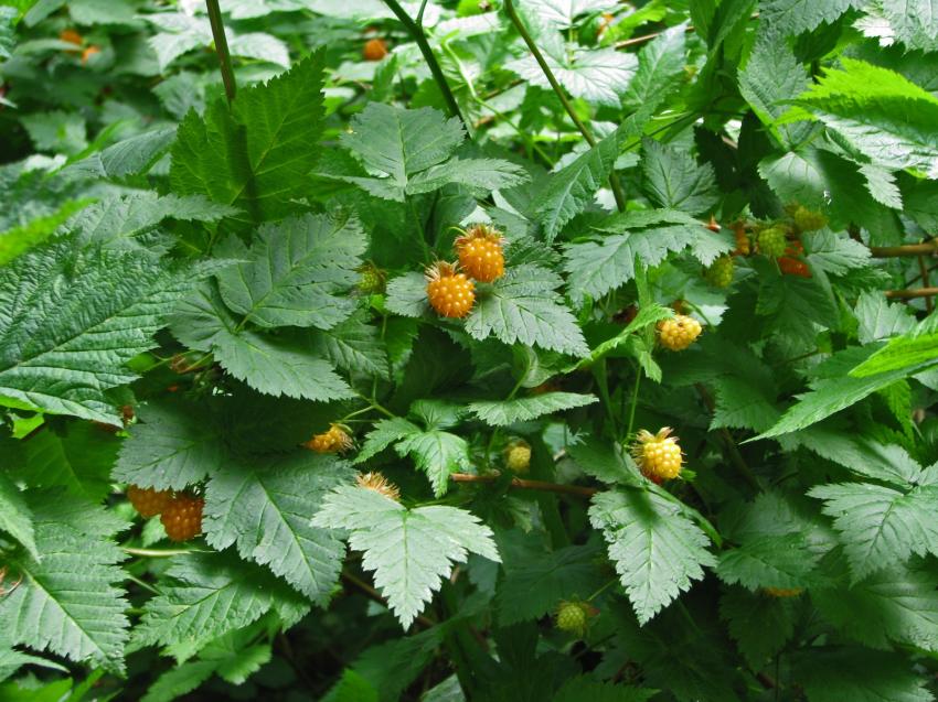 Salmon berries en anglais