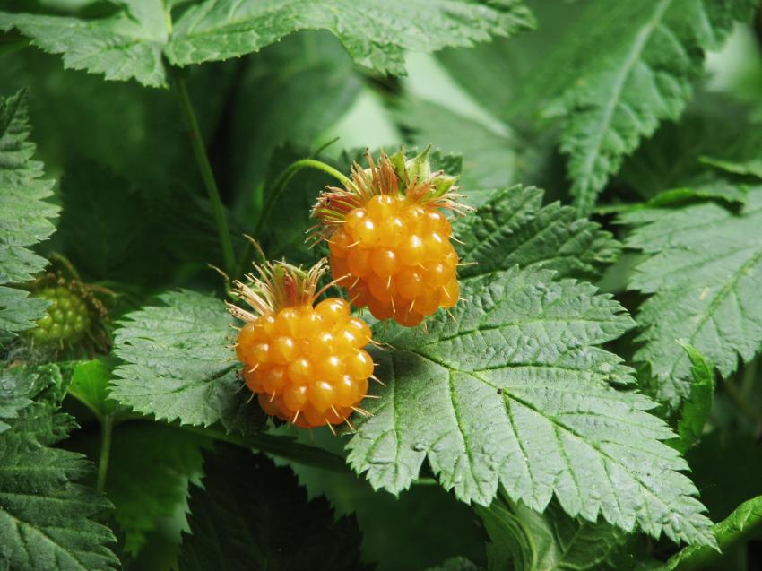 Salmon berries en anglais