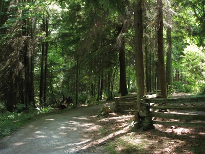 Promenade dans la forêt