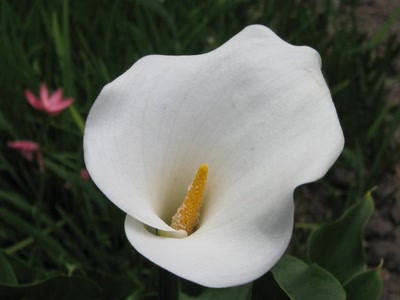 Résultat de recherche: Arum