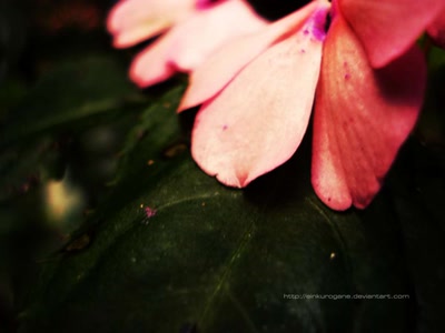 Œuvre de EinKurogane: Macro Flower