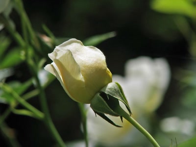 Résultat de recherche: Rose au bord de l'étang