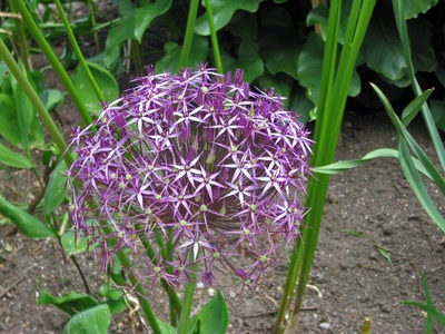 Résultat de recherche: Jolie fleur dont je ne me rappelle plus le nom