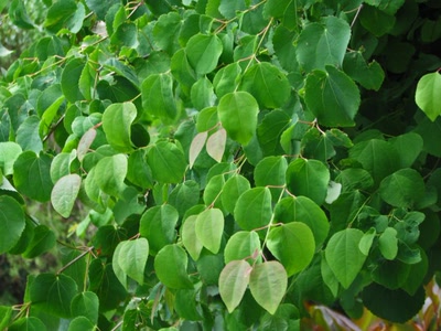 Résultat de recherche: Joli feuillage