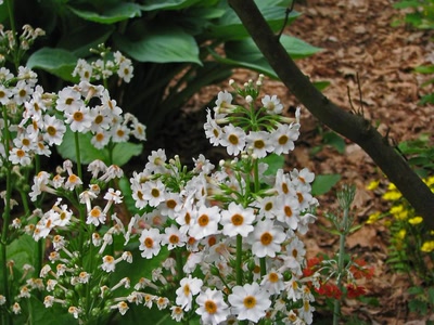 Résultat de recherche: Primèveres asiatiques