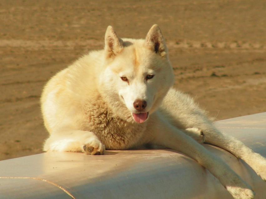 Blizzard à la plage...