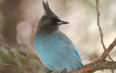 Résultat de recherche: geai