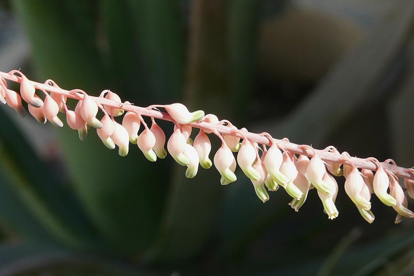une rangée de clochettes
