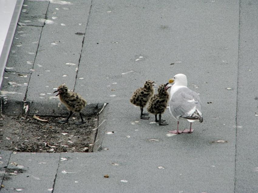 Goéland et ses 3 petits