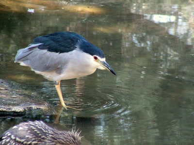 Résultat de recherche: Bihoreau gris