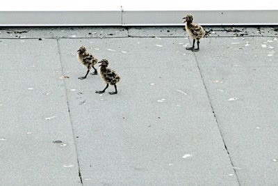 Goéland et ses 3 petits