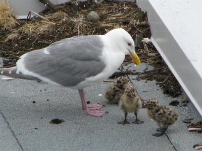 Œuvre de Alle: Goéland et ses 3 petits