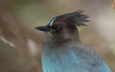 Résultat de recherche: geai bleu