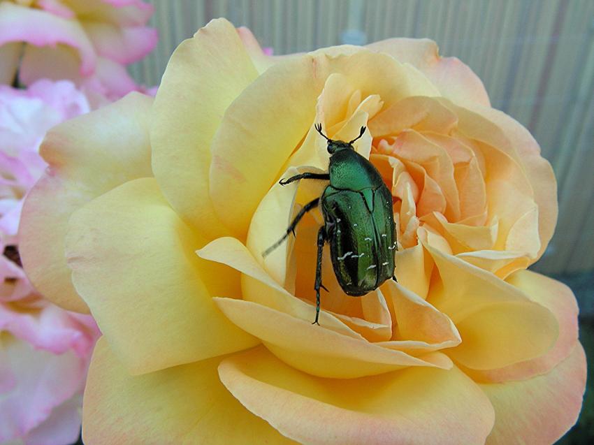 Une belle cétoine dorée