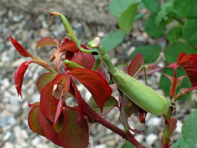 Résultat de recherche: Le chef d'orchestre..