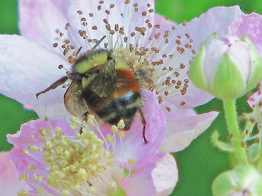 Abeille et autre choix de fleur