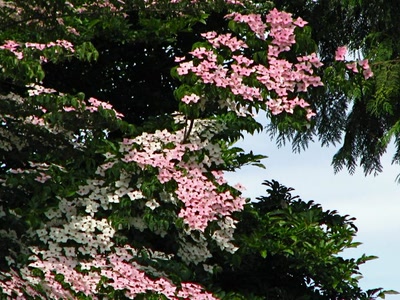 Résultat de recherche: Dogwood