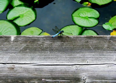 Résultat de recherche: Libellule