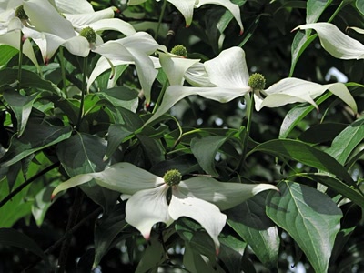 Résultat de recherche: Dogwood