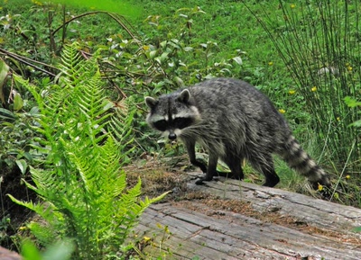 Œuvre de Alle: Raton laveur surpris