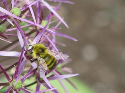 Œuvre de Alle: Abeille sur une étoile de Perse