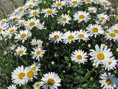 Résultat de recherche: Marguerites