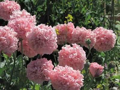 Résultat de recherche: Fleurs en tissus?