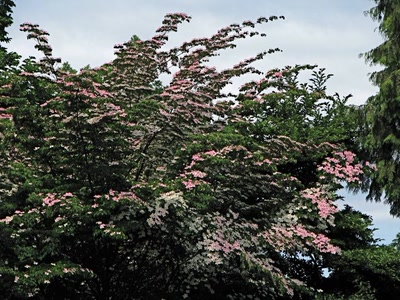 Résultat de recherche: Dogwood