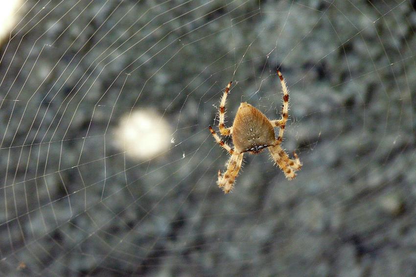 Une belle épeire...