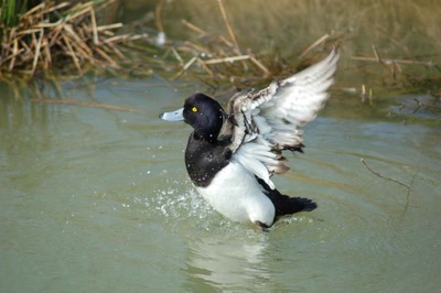 Résultat de recherche: fuligule morillon