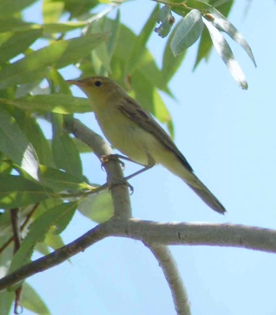 Œuvre de insousiant: phragmite des joncs