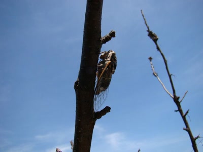 Résultat de recherche: une cigale enorme