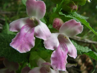 Résultat de recherche: Melitte