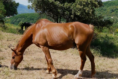 Résultat de recherche: Je broute, je broute...
