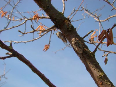 Résultat de recherche: les cigales sont la